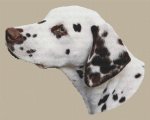 (image for) Dalmatian